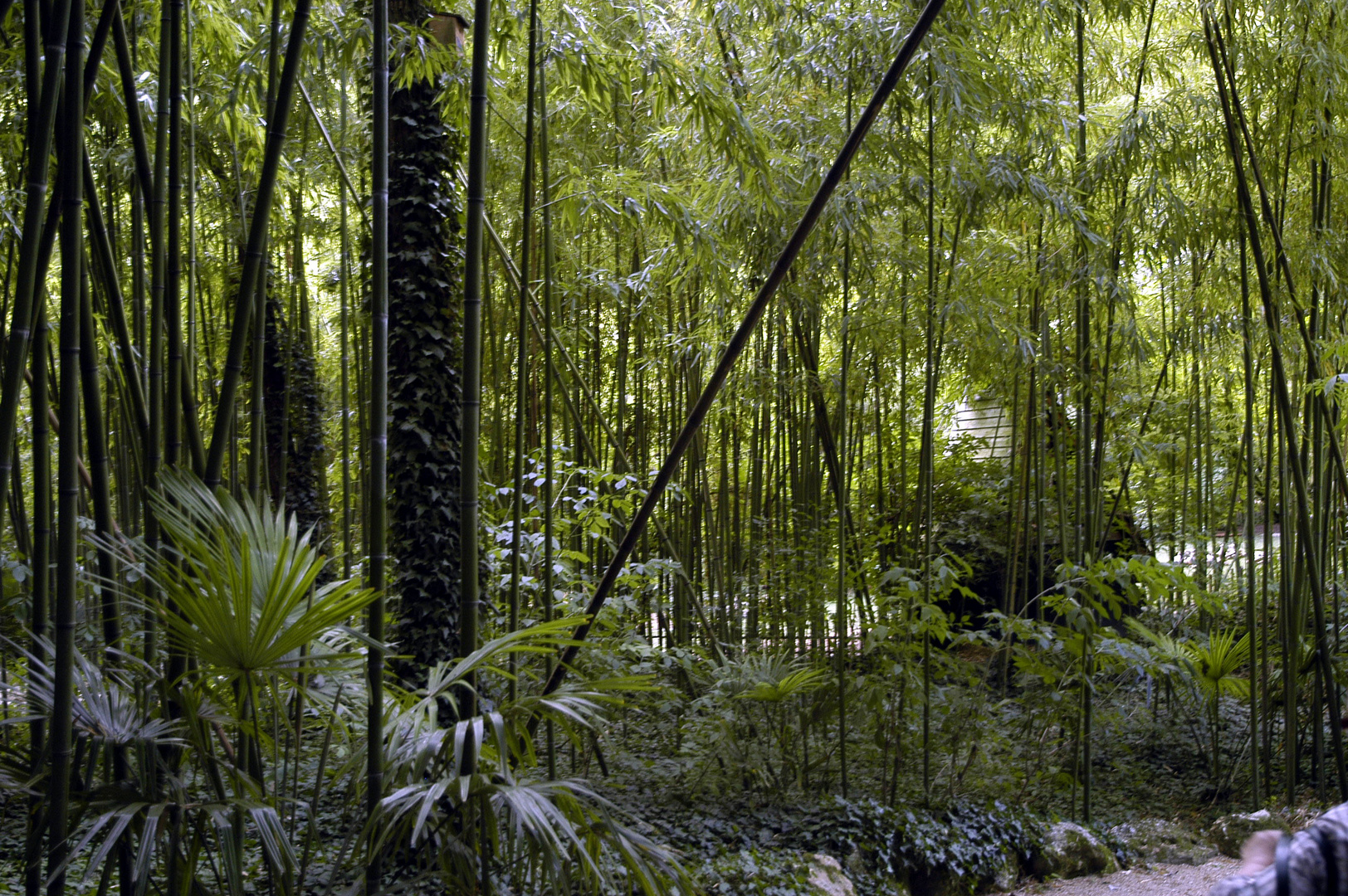 ^forêt de bambous!