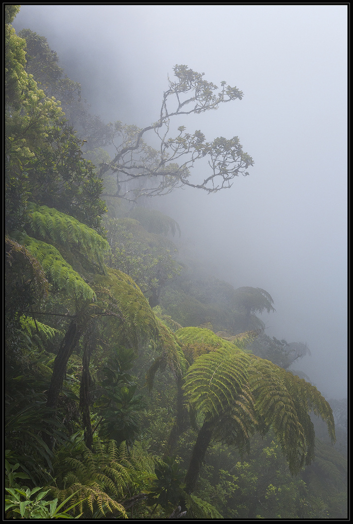 Forêt de Bélouve - La Réunion