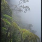 Forêt de Bélouve - La Réunion