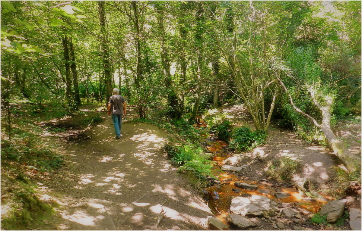 forêt de brocéliande