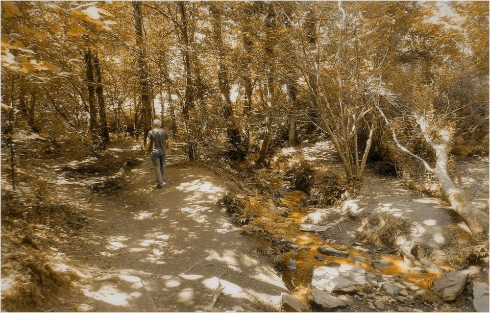 forêt de brocéliande