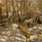 forêt de brocéliande