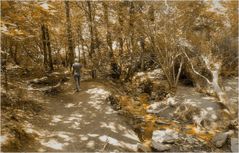 forêt de brocéliande