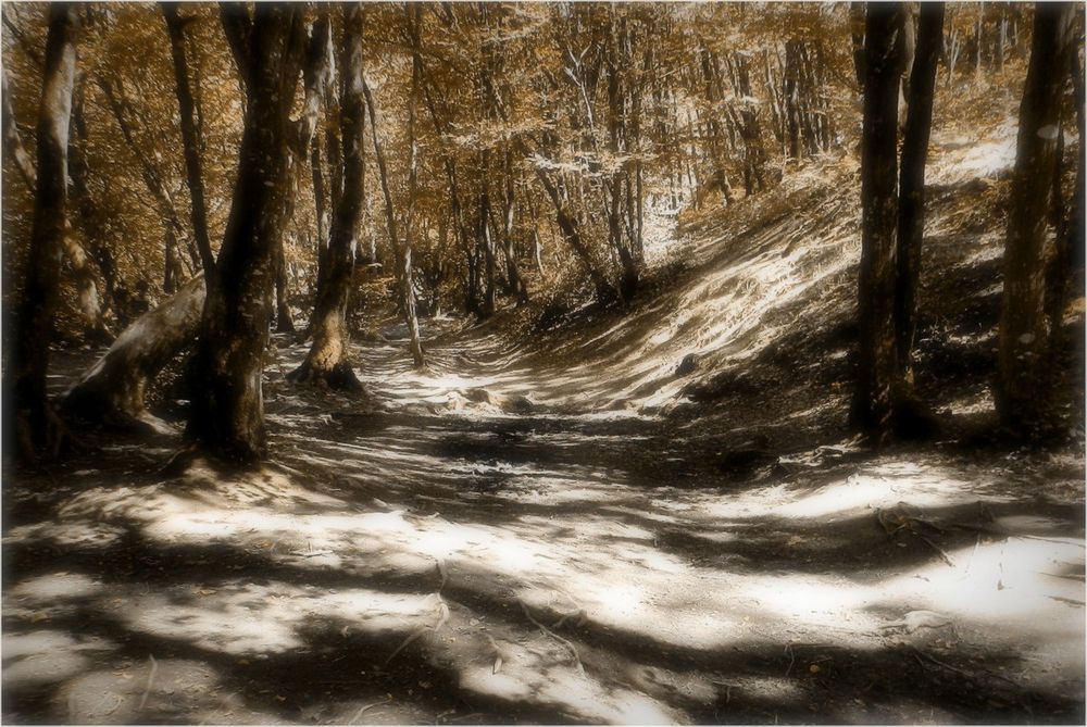 forêt de brocéliande