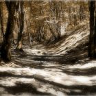 forêt de brocéliande