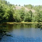 forêt de brocéliande