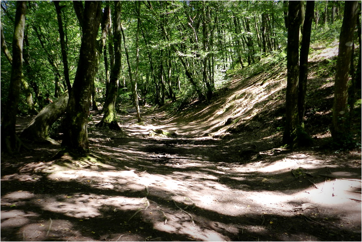 forêt de brocéliande