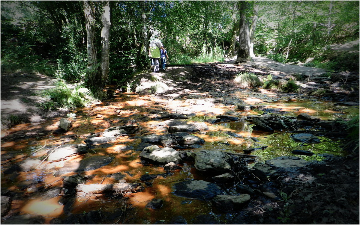 forêt de brocéliande