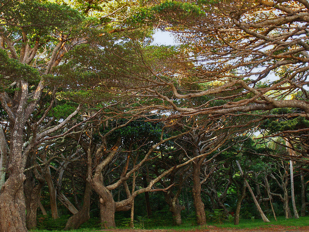 Forêt de bugny – Baies de Kanumera et Kuto, Île des Pins