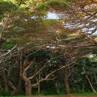 Forêt de bugny – Baies de Kanumera et Kuto, Île des Pins