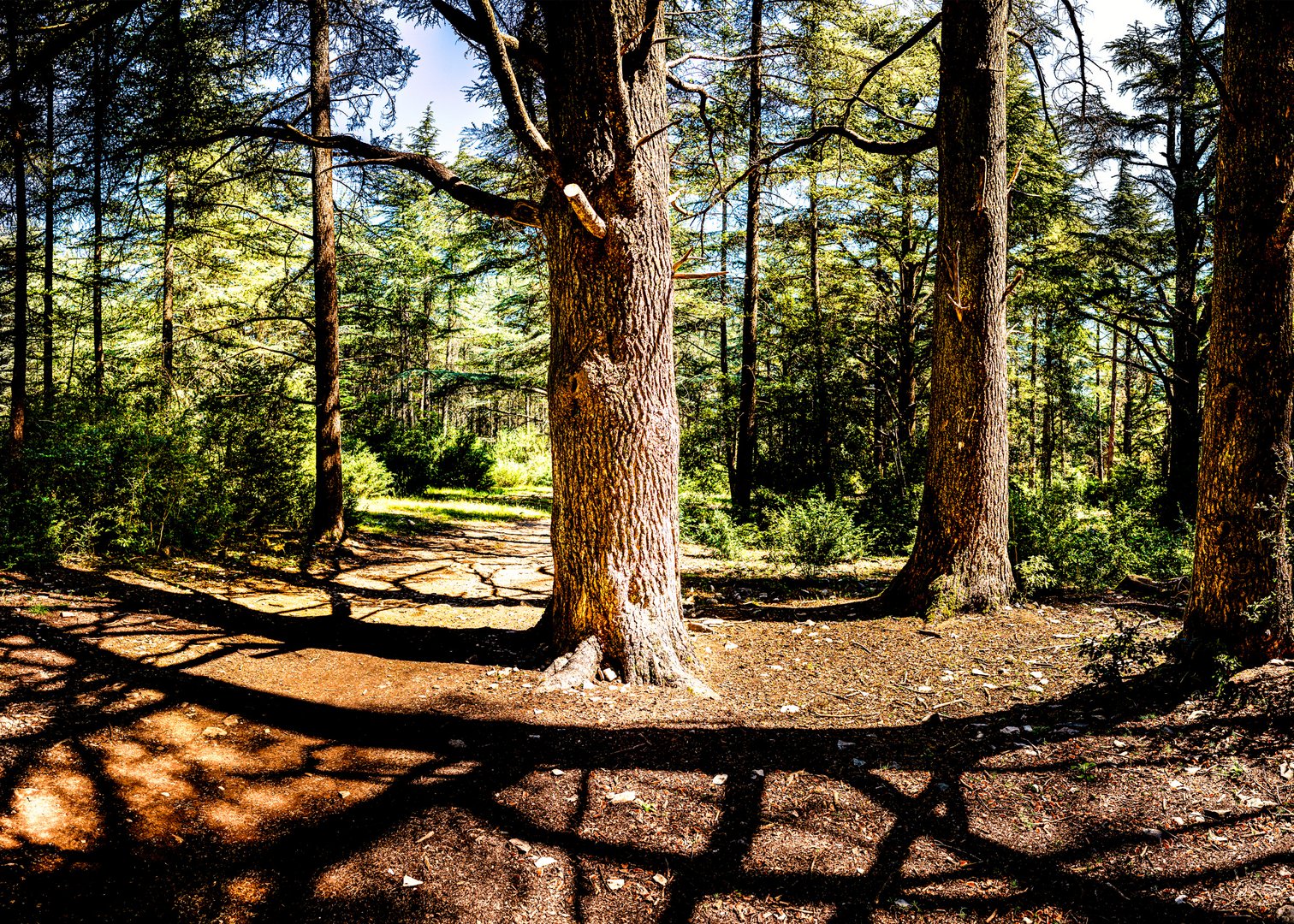 Forêt de Cèdres