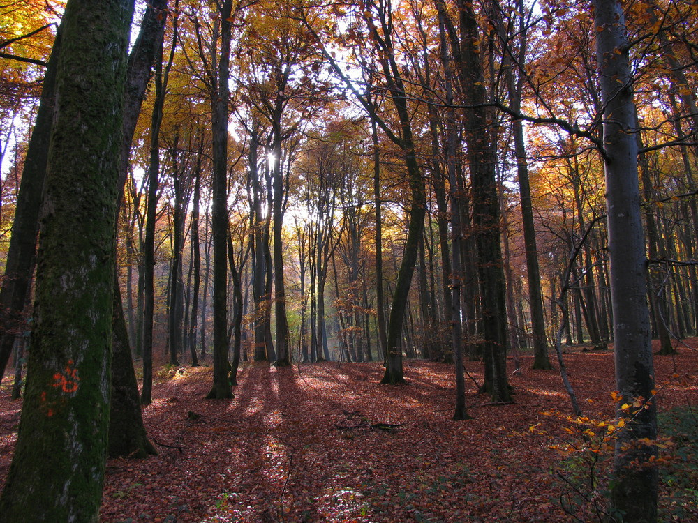 Forêt de Folgensbourg automne 2007