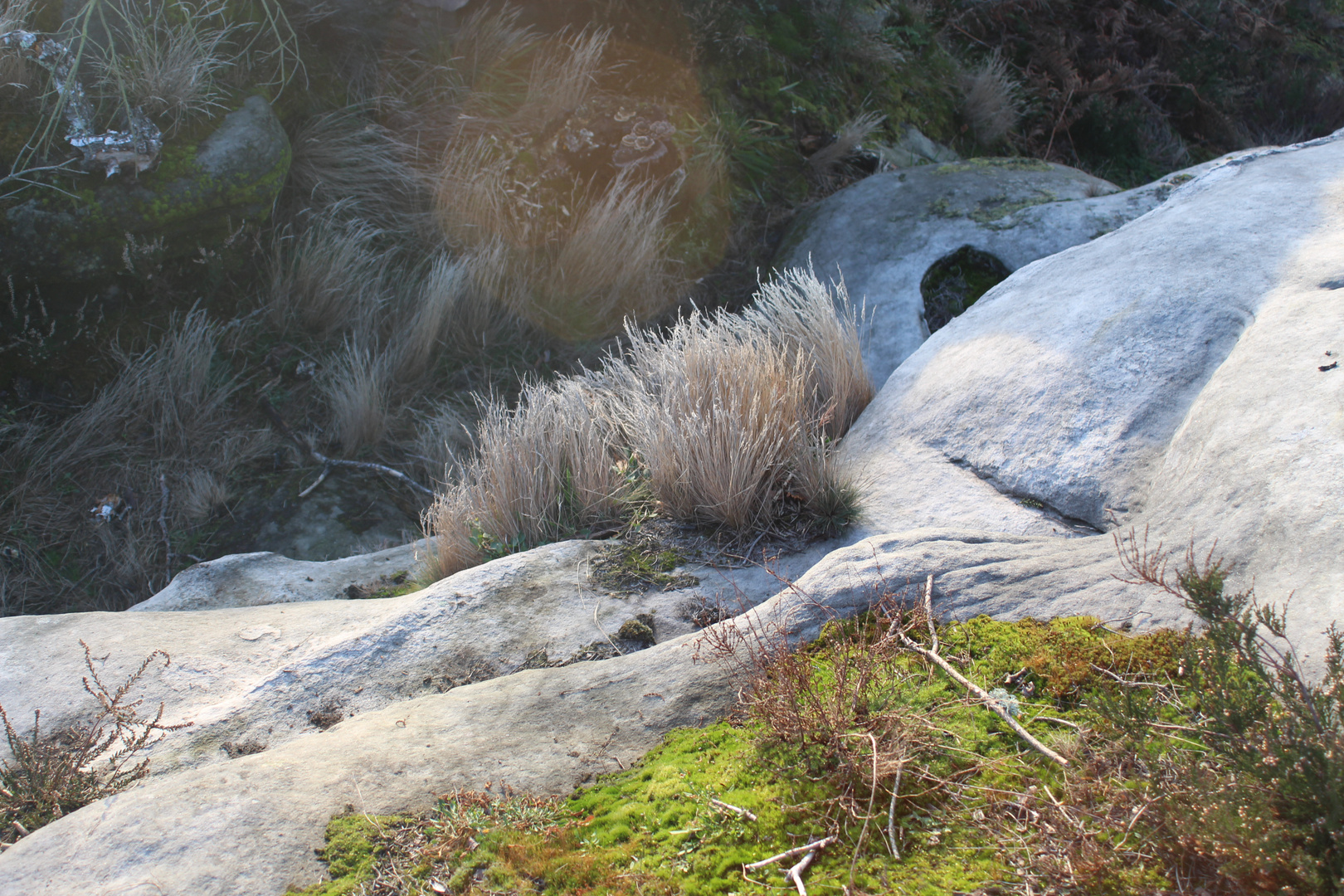 Forêt de Fontainebleau (2)