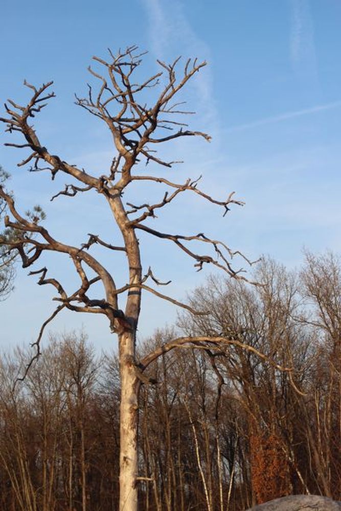 Forêt de Fontainebleau (2)