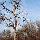 Forêt de Fontainebleau (2)