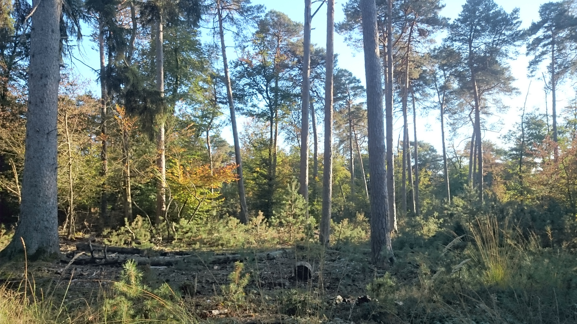 Forêt de Fontainebleau (2)