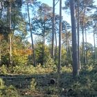 Forêt de Fontainebleau (2)