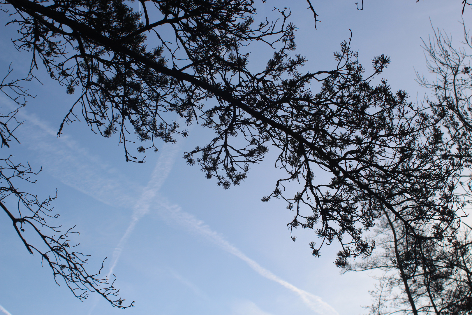 Forêt de Fontainebleau (2)