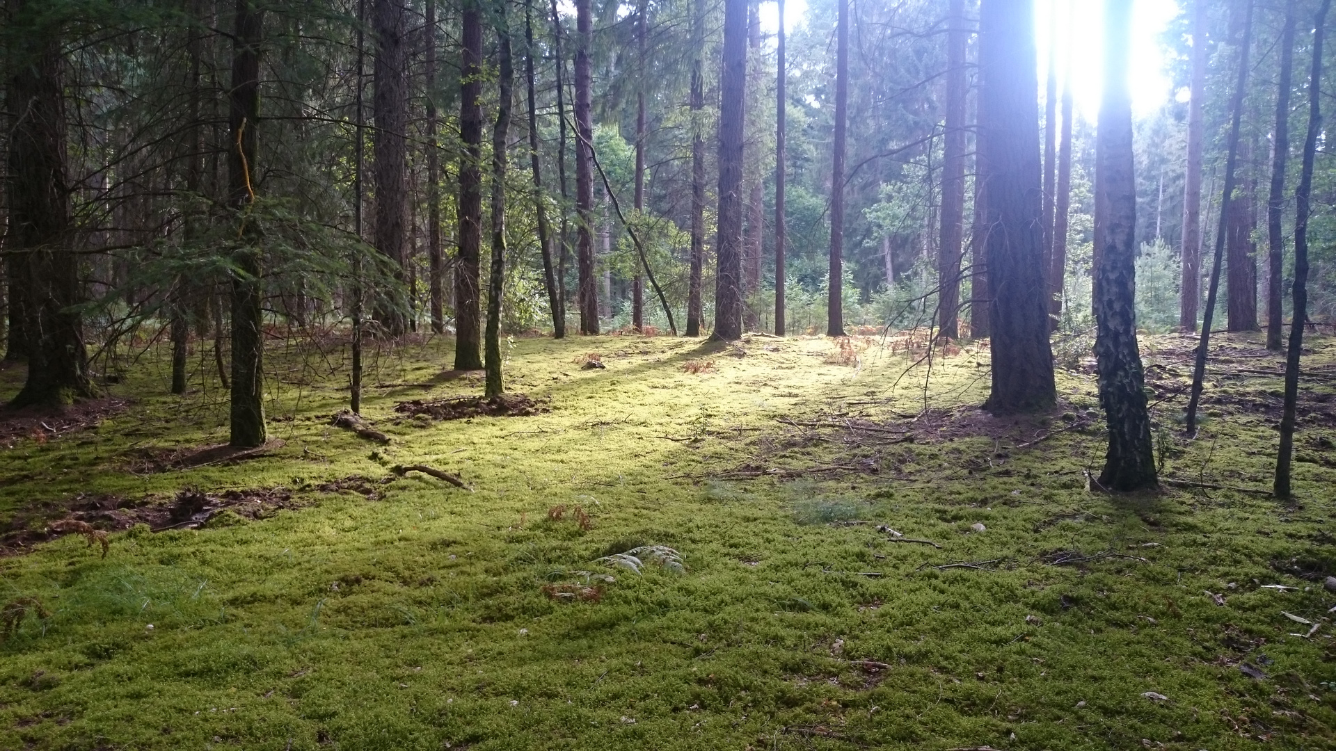 Forêt de Fontainebleau (2)