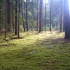 Forêt de Fontainebleau (2)