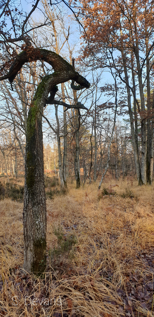 Forêt de Fontainebleau