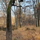 Forêt de Fontainebleau