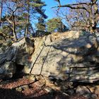 Forêt de Fontainebleau