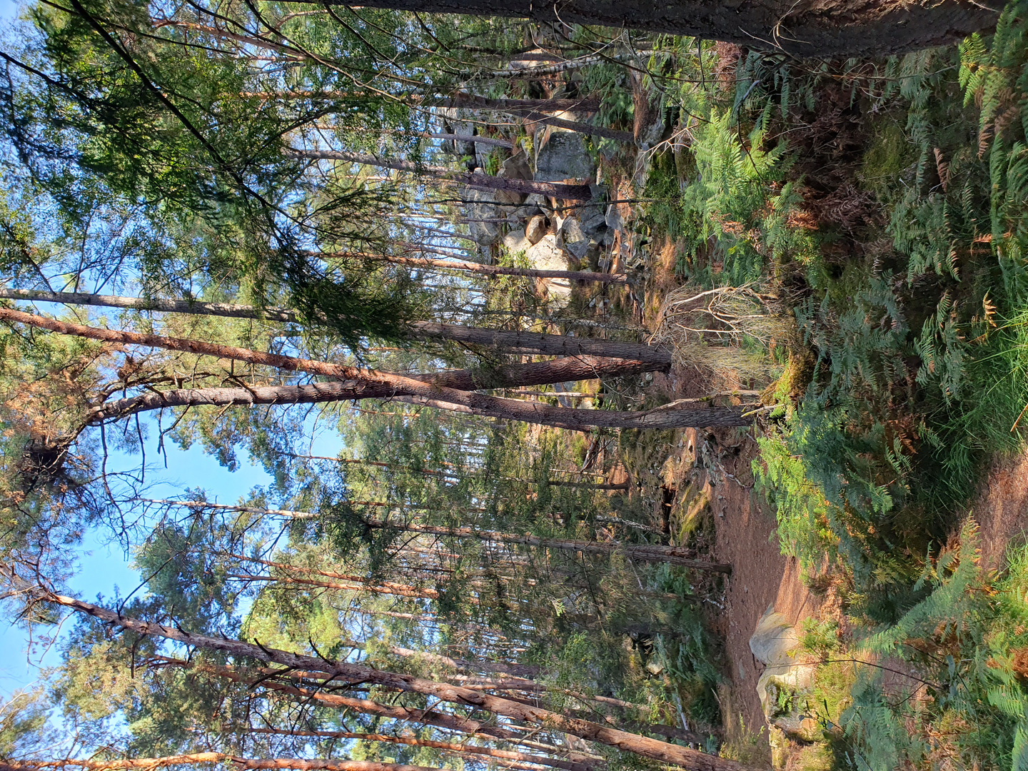 Forêt de Fontainebleau 