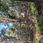 Forêt de Fontainebleau 