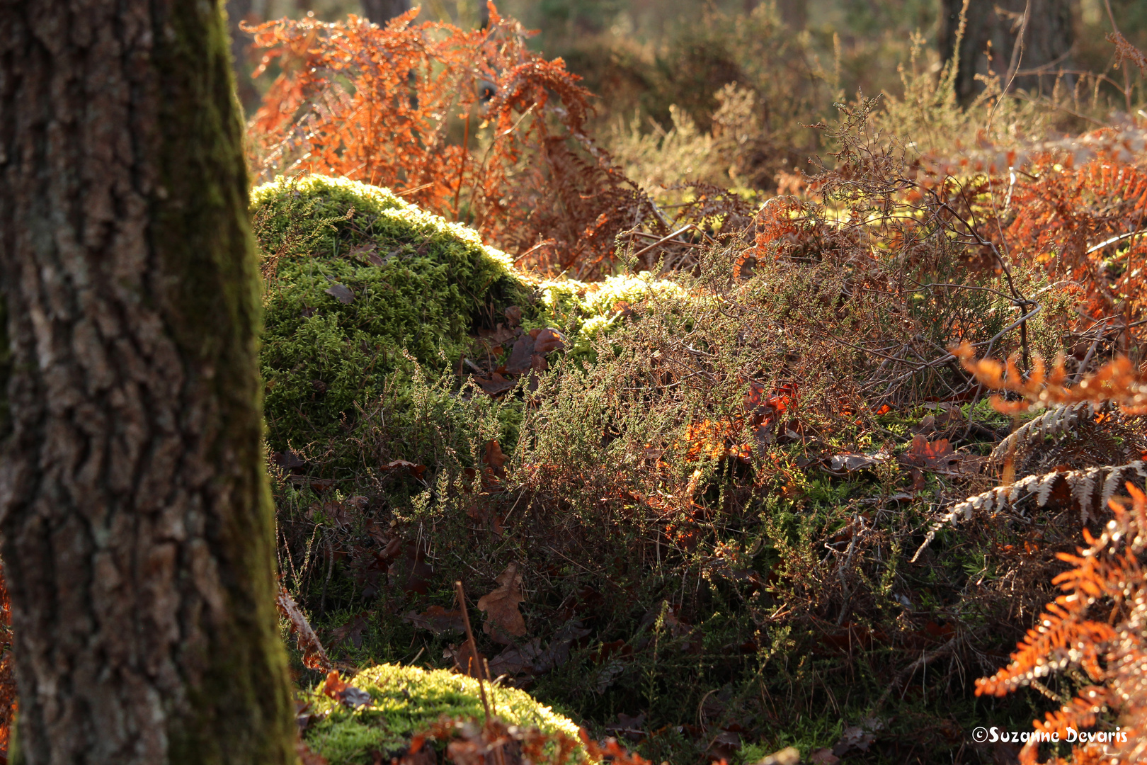 Forêt de Fontainebleau