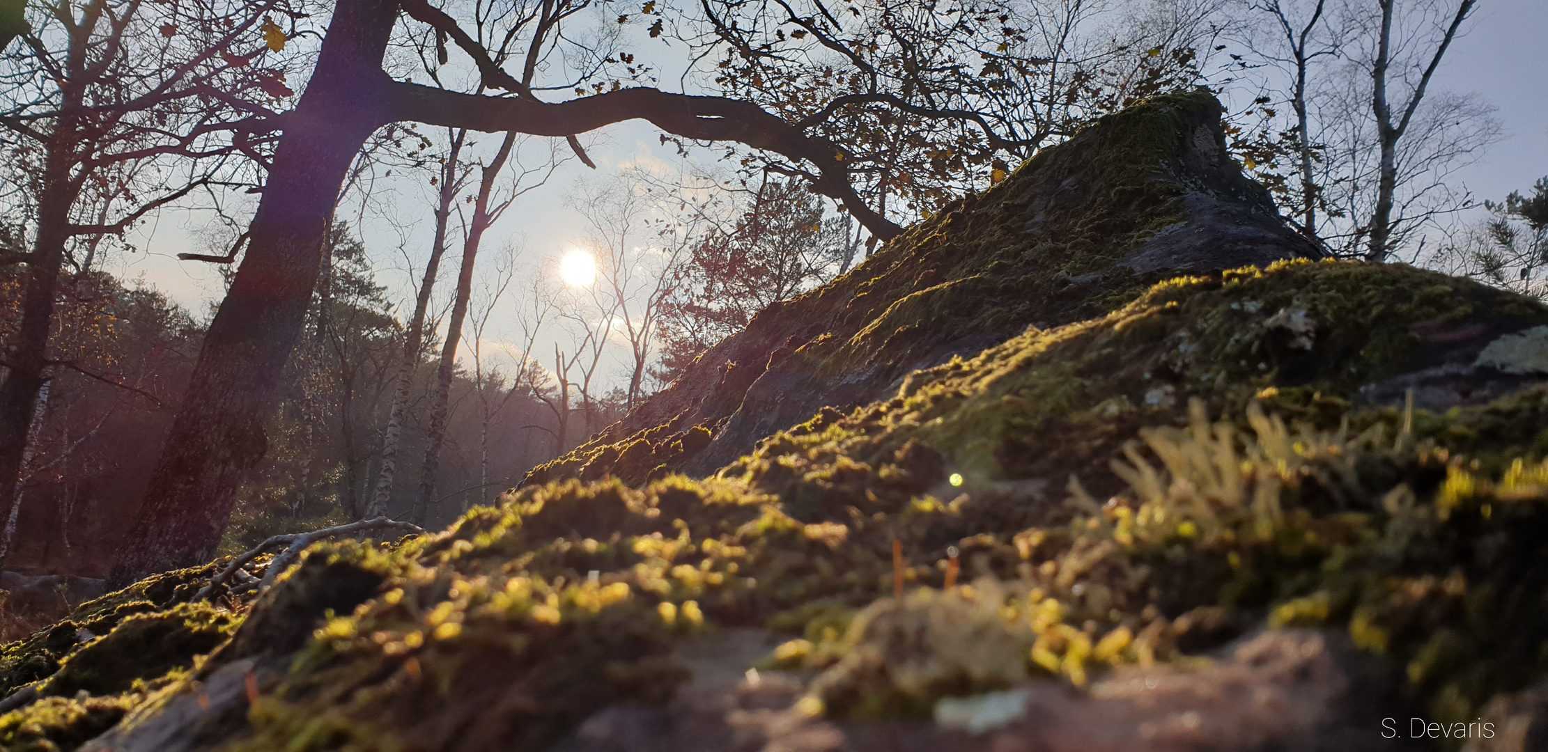 Forêt de Fontainebleau