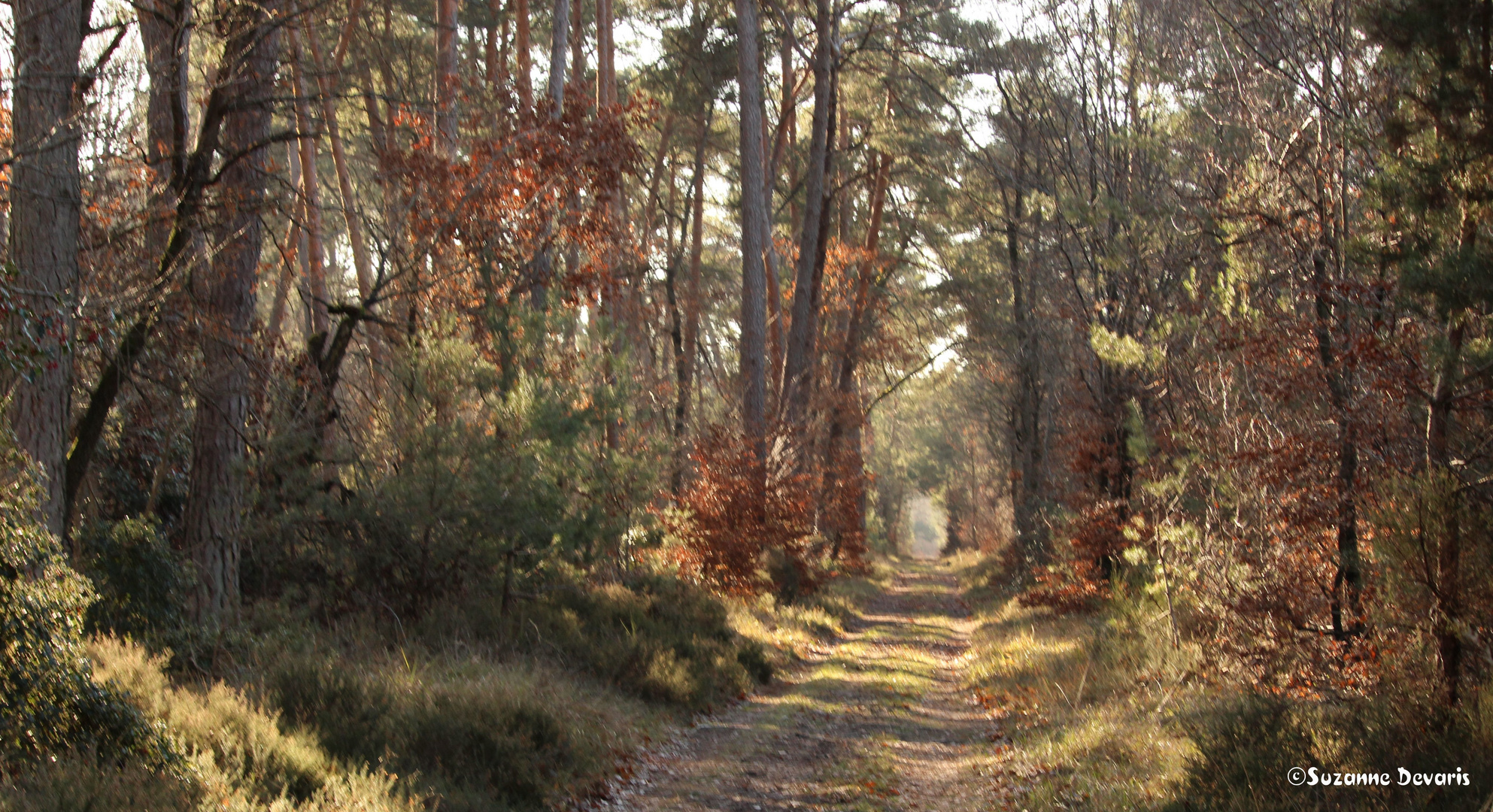 Forêt de Fontainebleau