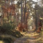 Forêt de Fontainebleau