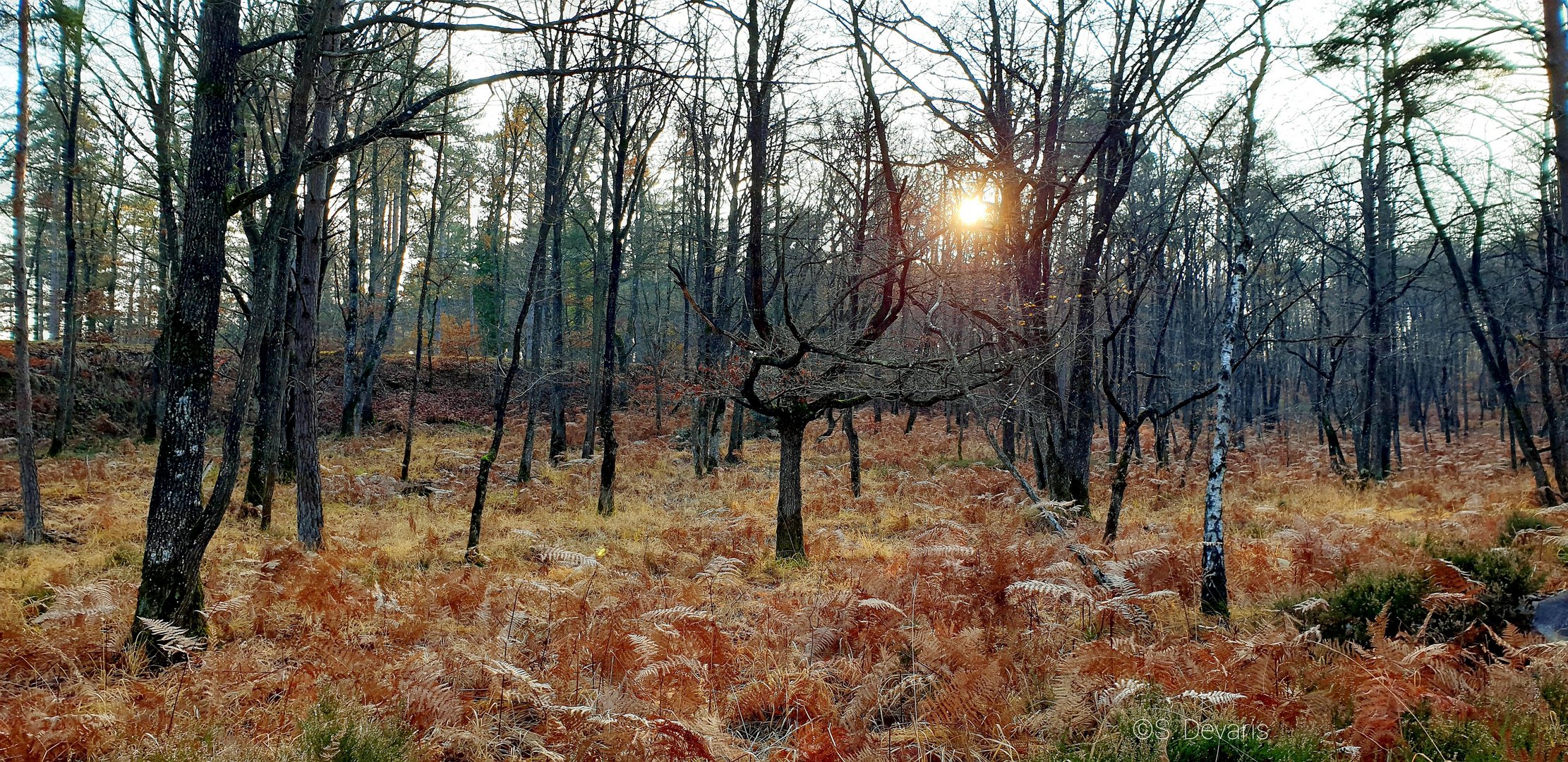 Forêt de Fontainebleau