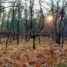 Forêt de Fontainebleau