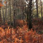 Forêt de Fontainebleau