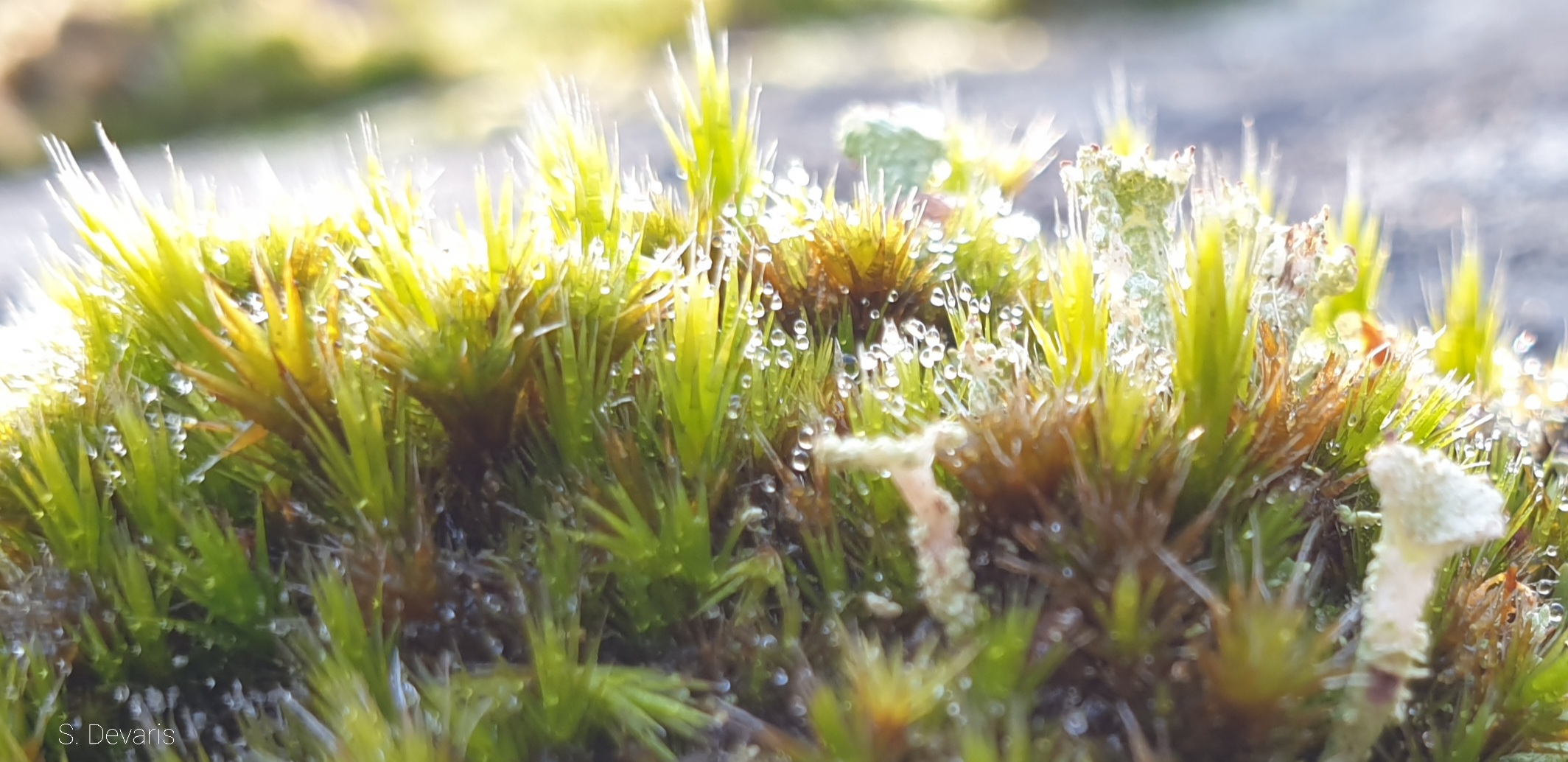 Forêt de Fontainebleau