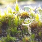 Forêt de Fontainebleau