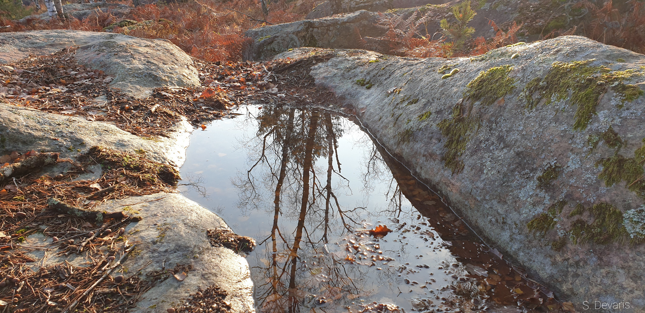 Forêt de Fontainebleau