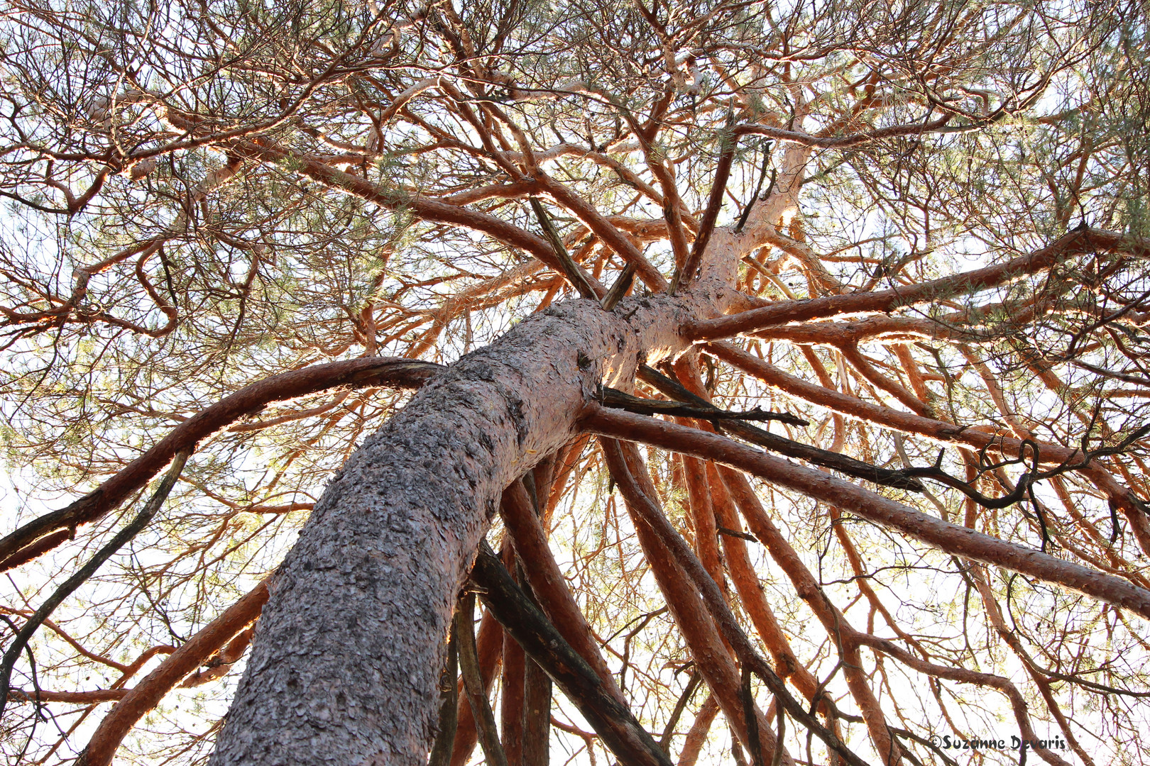 Forêt de Fontainebleau