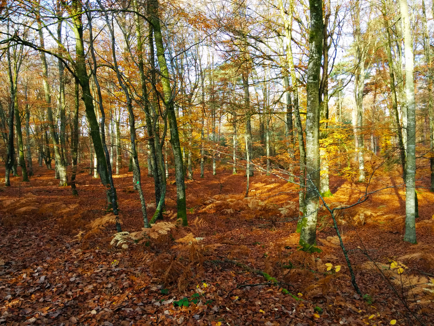 Forêt de fontainebleau en automne