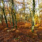 Forêt de fontainebleau en automne