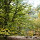 Forêt de Haute Loire