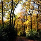 Forêt de la bonneville (27)