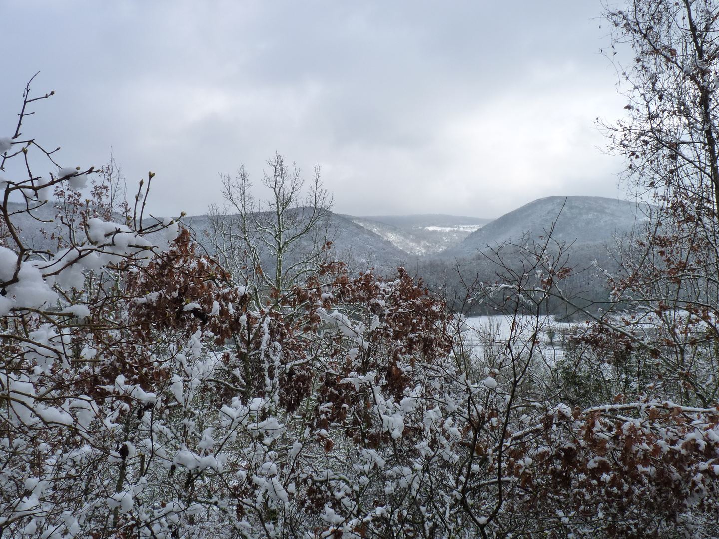 Forêt de la Grésigne