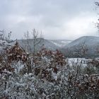 Forêt de la Grésigne