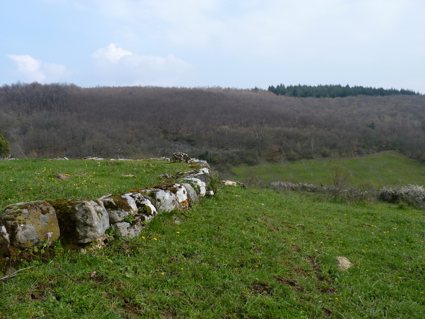 Forêt de La Grésigne