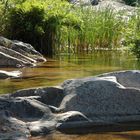 forêt de l'Ospédale .Corse .