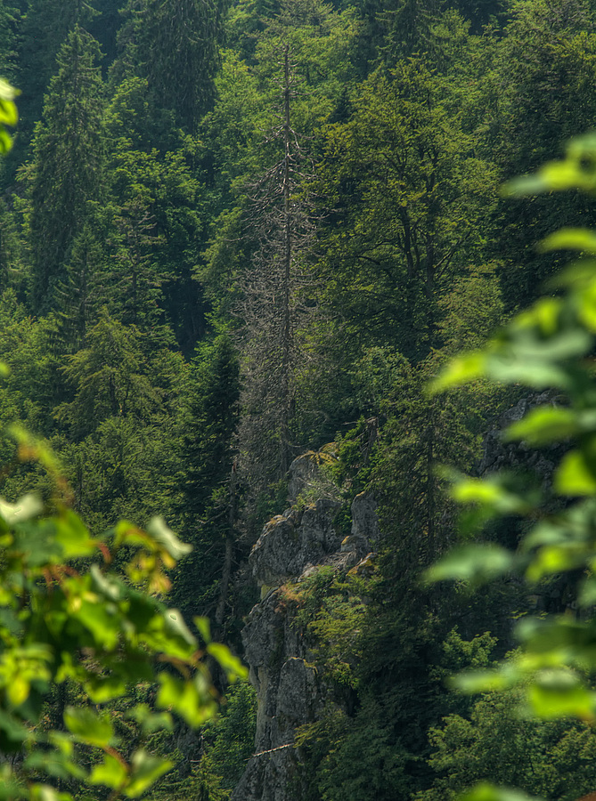 Forêt de montagne au Col de la Schlucht