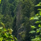 Forêt de montagne au Col de la Schlucht